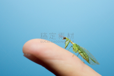 小的,螳螂,两只动物,自然,野生动物,美国,水平画幅,绿色,可爱的,蓝色
