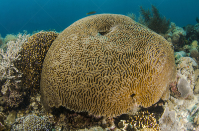 迷宫脑珊瑚,indopacific ocean,硬珊瑚,动物骨骼,全球变暖,野生动物,水平画幅,水肺潜水,岩石,无人