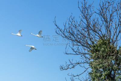 天空,鸟类,蓝色,背景,在上面,沙丘鹤,气候,水平画幅,野外动物,飞