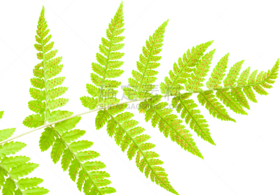 蕨类,叶子,正下方视角,复叶,清新,一个物体,对称,背景分离,维管束,弯曲
