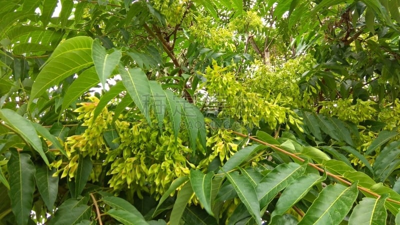 人老心不老,天堂,枝,克拉斯诺达尔,图像,枝繁叶茂,嫩枝,种子,无人,夏天