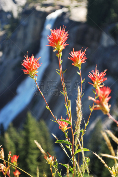 前面,indian paintbrush,内华达州,垂直画幅,图像,加利福尼亚,无人,旅游目的地,瀑布,户外
