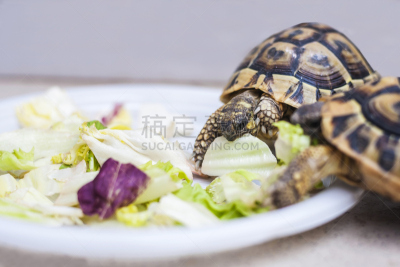 龟,餐具,水平画幅,食草动物,开胃品,膳食,户外,草,友谊,爬行纲