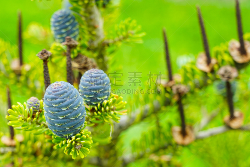 绿色,特写,fir cone,枝,风景,多色的,紫色,蓝色,自然,图像