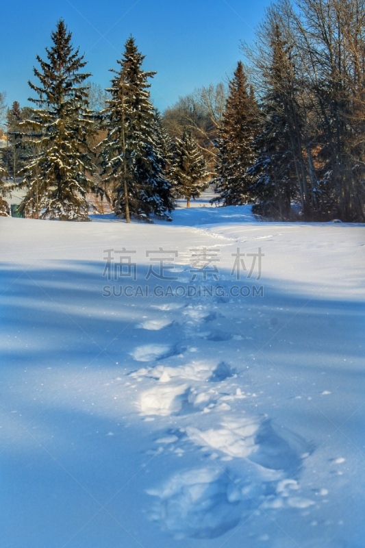 脚印,雪,阴影对焦,自然,季节,痕迹,垂直画幅,冬天,图像,自然公园