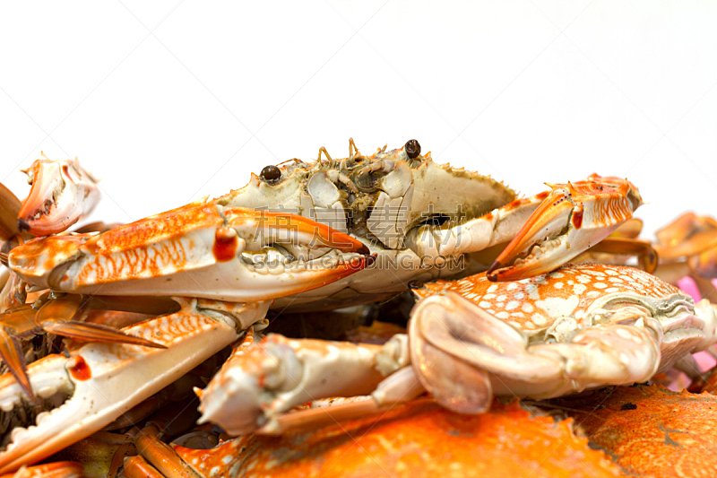 螃蟹,蒸菜,热,海洋,煮食,水平画幅,蓝色,巨大的,膳食,海产