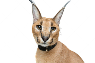 狞獾,山猫,白色,分离着色,自然美,宠物服装,衣领,纯种猫,美,留白