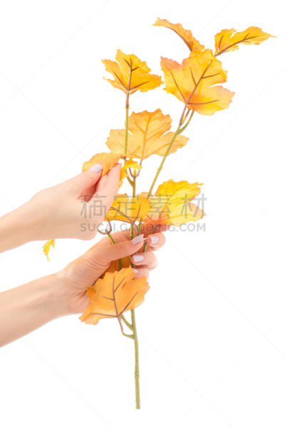 黄色,枝,叶子,手牵手,雌性动物,垂直画幅,干的,通货紧缩,白色,彩色图片