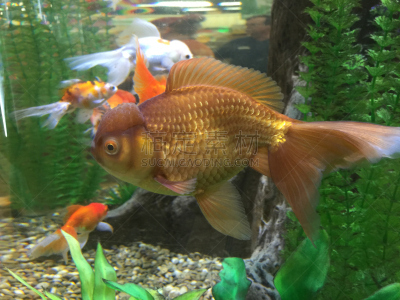 金鱼,水族馆,三只动物,褐色,兰寿金鱼,彗星,动物鳍,水,黄金,美国