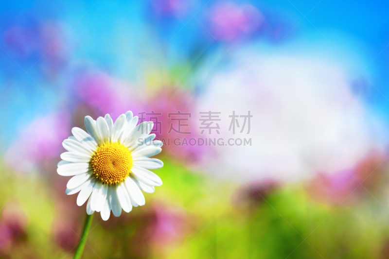 甘菊,天空,美,水平画幅,无人,草坪,夏天,户外,草