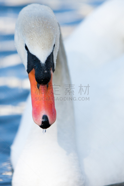 氢,自然,垂直画幅,水,美,颈,无人,优美,蓝色,鸟类