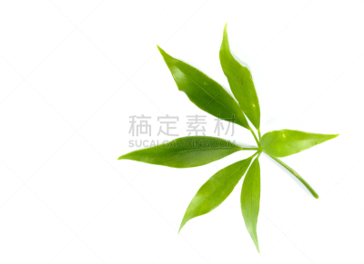 食品,有蔓植物,叶子,特写,酸,健康保健,自然界的状态,背景分离,药,泰国