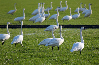 trumpeter swan,一群鸟,史凯吉谷,冬天,机敏,草原,水平画幅,无人,会议,鸟类