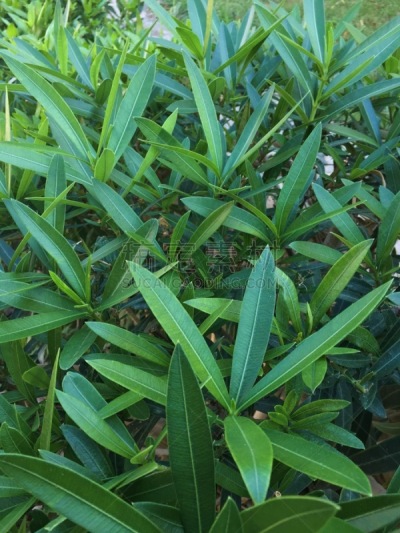 园林,度假胜地,灌木,绿色,表现积极,努比亚山羊,平和,清新,景观设计,环境
