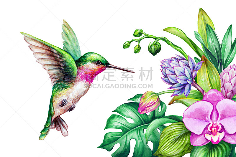 蜂鸟,绘画插图,热带气候,绿色,分离着色,叶子,自然,白色背景,花,飞