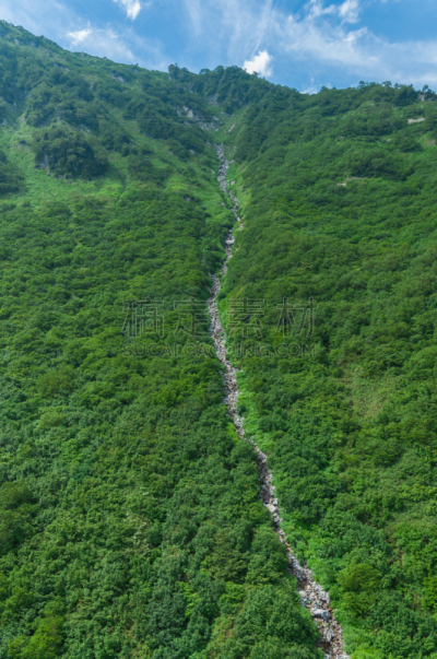 绿色,全景,航拍视角,森林,垂直画幅,里山,高视角,枝繁叶茂,雪,树梢