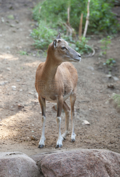markhor,垂直画幅,雄鹿,络腮胡子,阿富汗,动物身体部位,野外动物,生物学,哺乳纲,巴基斯坦