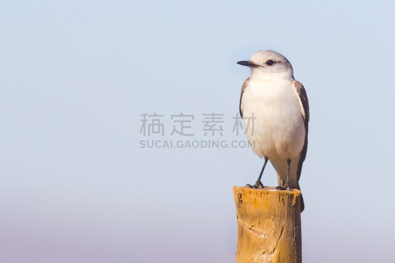 白色,树干,美,褐色,水平画幅,雪,鸟类,动物身体部位,白腰滨鹬,户外