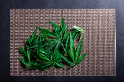 叶子,背景,纹理,农业,药,花盆,复古风格,草,堆,农场