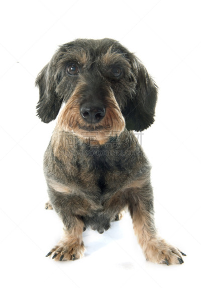腊肠犬,金属丝,垂直画幅,纯种犬,古老的,白色背景,背景分离,影棚拍摄,老年人,钢毛德国猎犬