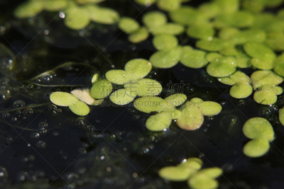 浮萍,大特写,选择对焦,水,留白,水生植物,水平画幅,无人,21世纪,户外