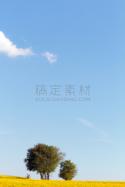 芸苔,春天,垂直画幅,美,宁静,绿色,橙色,地形,无人,欧洲