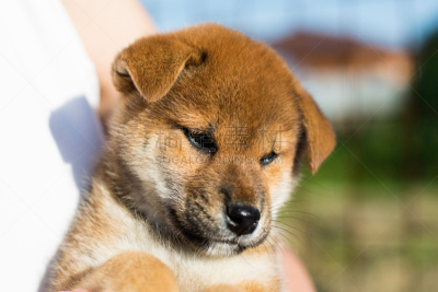 可爱的,日本柴犬,小狗,户外,日本,注视镜头,特写,纯种犬,肖像,狗