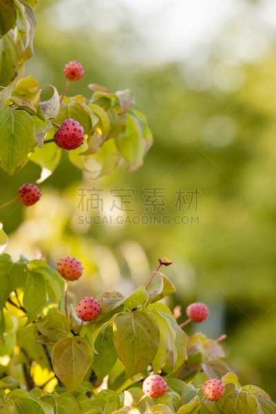 水果,山茱萸,自然,垂直画幅,绿色,秋天,无人,京畿道,户外,生物学