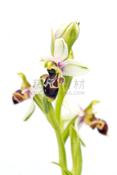 兰花,野花,垂直画幅,褐色,无人,白色背景,阿拉比达自然公园,背景分离,野生植物,花