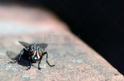 两翼昆虫,腰部以下,选择对焦,正面视角,勇敢面对,复眼,水平画幅,注视镜头,平视角,动物身体部位