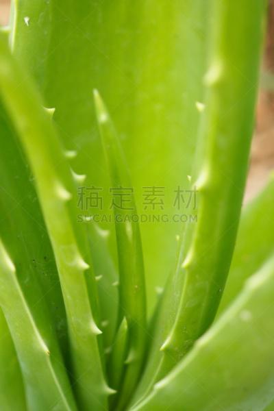 草本,芦荟,垂直画幅,枝繁叶茂,coral aloe,荆棘,叶状图案,植物生长阶段,wild aloe,热带气候