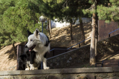边境牧羊犬,石墙,派克大街,柯利牧羊犬,巴塞罗那,加泰隆尼亚,水平画幅,夏天,户外,草