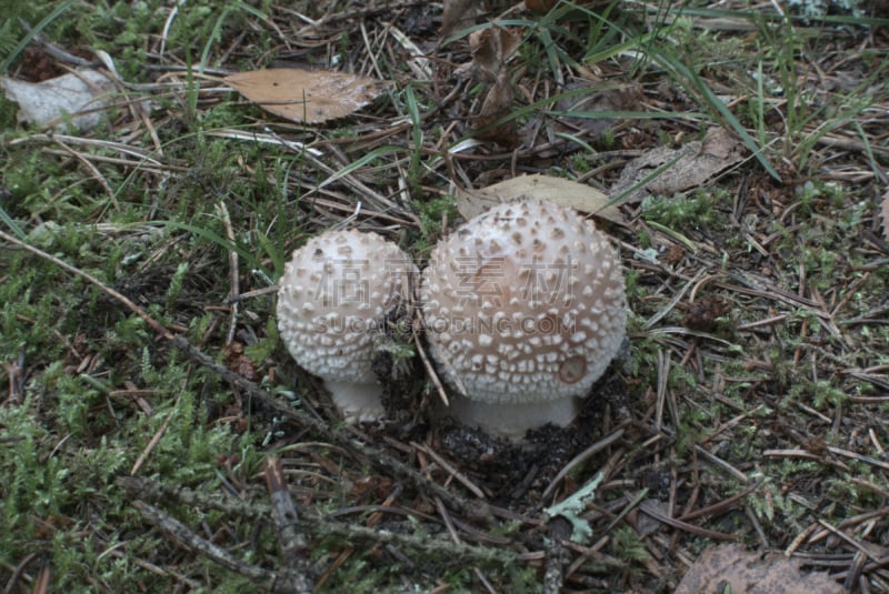 鹅膏菌,颜色,肠毒素,毒蝇菇,毒蘑菇,分子结构,水平画幅,秋天,无人,有毒生物体