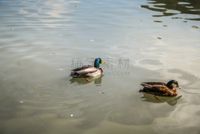 野生动物,香槟地区,水,褐色,水平画幅,鸟类,湿,动物身体部位,夏天,户外