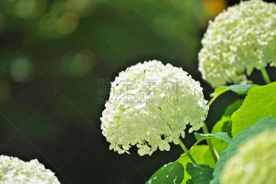 八仙花属,六月,水平画幅,无人,日本,藤泽市,植物茎,白色,春天,植物