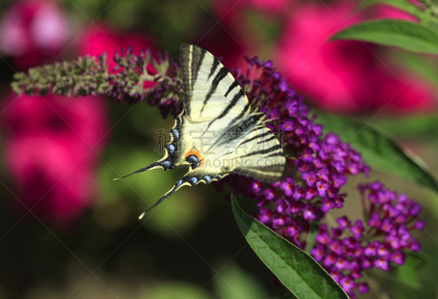 蝴蝶,巨大的,条纹,白蝴蝶,clouded yellow butterfly,植物,水平画幅,无人,乌克兰,夏天