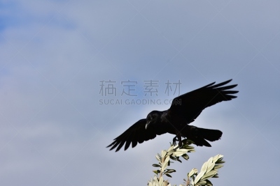 大乌鸦,枝,腐肉,乌鸦,自然,水,天空,野生动物,水平画幅,绿色