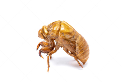 新生活,蝉,昆虫,生物学,束腰外衣,环境,泰国,动物,贝壳,动物皮