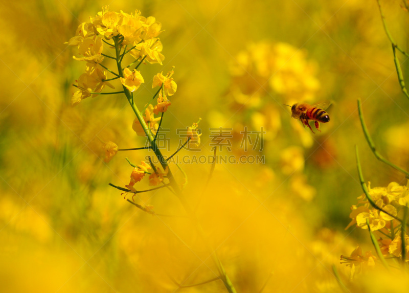 蜜蜂,自然,黄色,油菜花,东京,滨离宫园,风景,图像,农作物,黄蜂