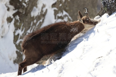 Chamois (Rupicapra rupicapra) in the winter Vosges Mountains, France