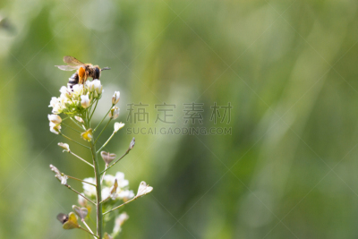 蜜蜂,动物肾脏,动物内脏,褐色,风,水平画幅,五月,早晨,草,明亮