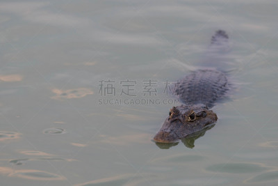 宽吻凯门鳄,波纹,绿色,水,凯门鳄属,潘塔纳尔湿地,自然,南美,褐色,野生动物