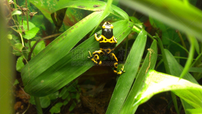 自然美,黄色,多色的,黑色,dart frog,花箭毒蛙,蓝箭毒蛙,箭毒蛙,蝌蚪