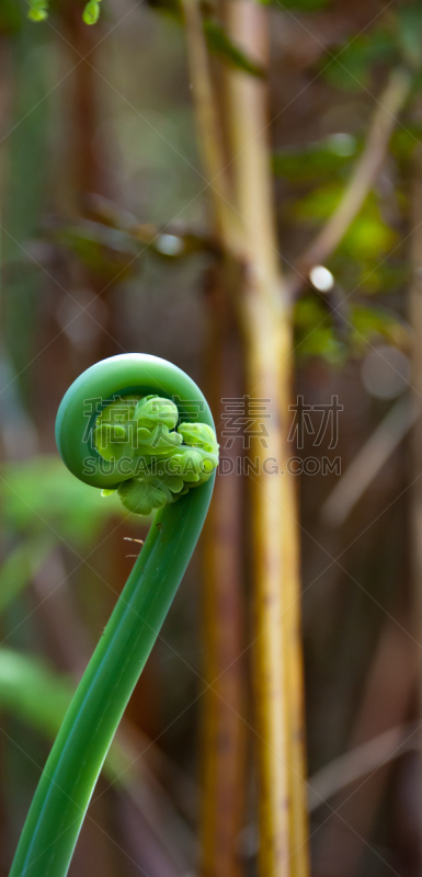 蕨藻体,自然,垂直画幅,无人,全景,新西兰,春天,植物,环境保护,新生活