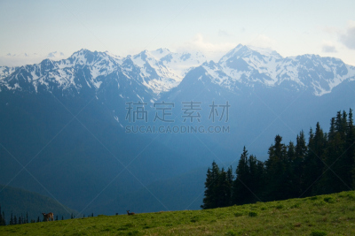 飓风山脊,奥林匹士山,奥林匹克山,草地,水平画幅,雪,无人,夏天,户外,雪山