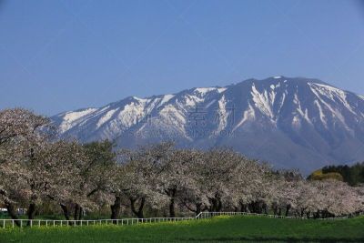 樱桃树,岩手县,山,旅途,雪山,雪,自然美,吉野樱花,春天,植物