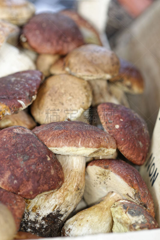 美味牛肝菌,垂直画幅,褐色,素食,篮子,特写,白色,真菌,porcini mushroom