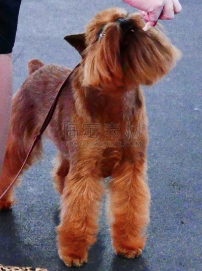 小的,狗,培训课,牧羊犬,受过训练的狗,鼠猎犬,哈巴狗,与众不同,驯狗员