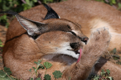 狞獾,山猫,非洲,理毛行为,自然,野生动物,水平画幅,猫科动物,爪子,动物身体部位