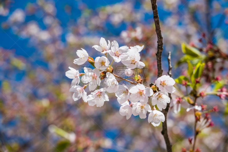 弘前城堡,公园,樱桃树,自然,水平画幅,无人,粉色,花头,季节,摄影